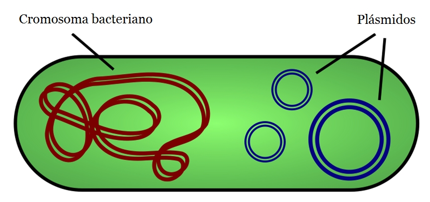 Bacteria con su cromosoma y dos tipos distintos de plásmidos