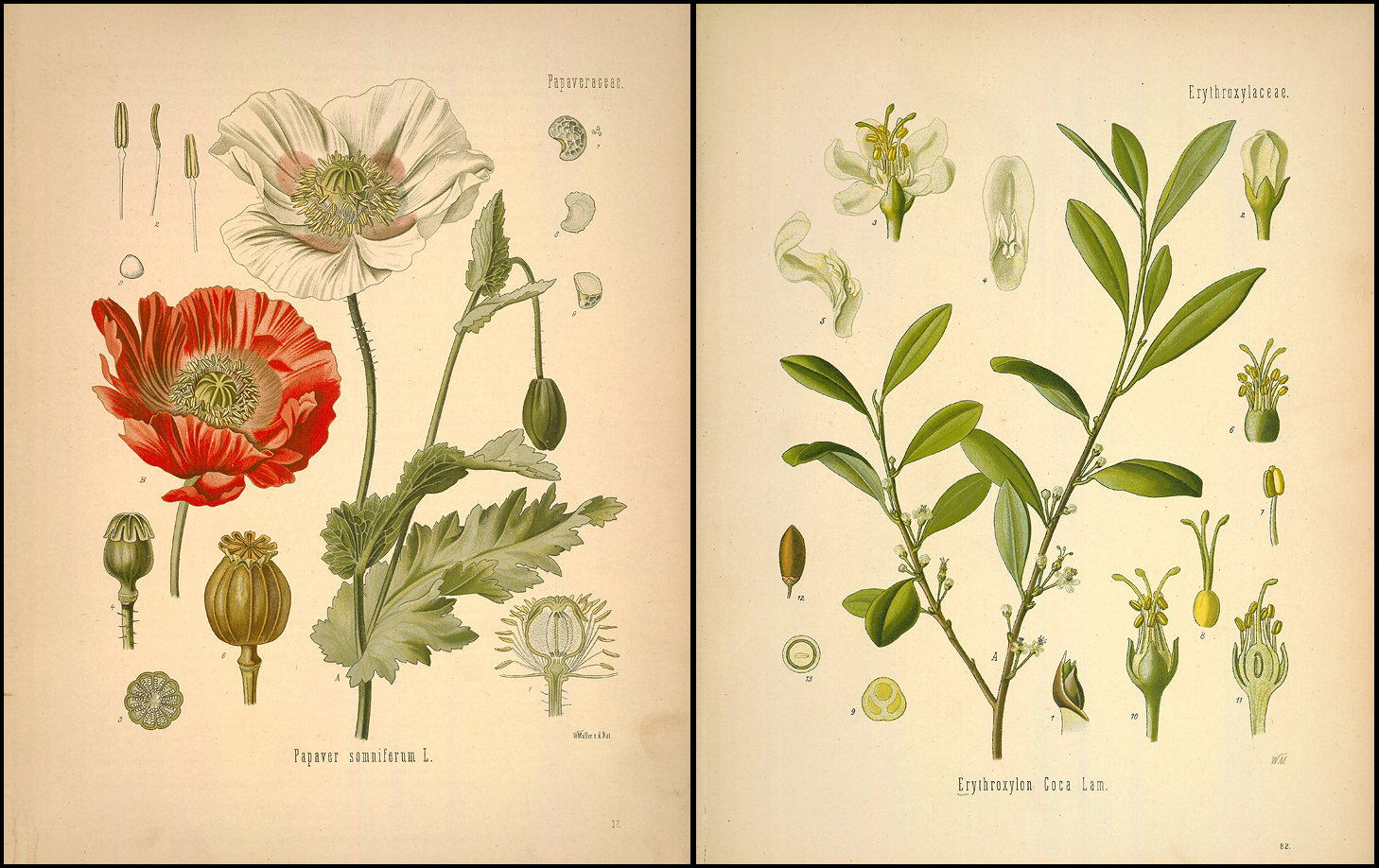 Ilustraciones en «Medizinal Pflanzen» de la «Papaver somnifer», de la que se extrae la morfina (precursor de la heroína) y de la «Erythroxylum coca», de la que se extrae la cocaína.