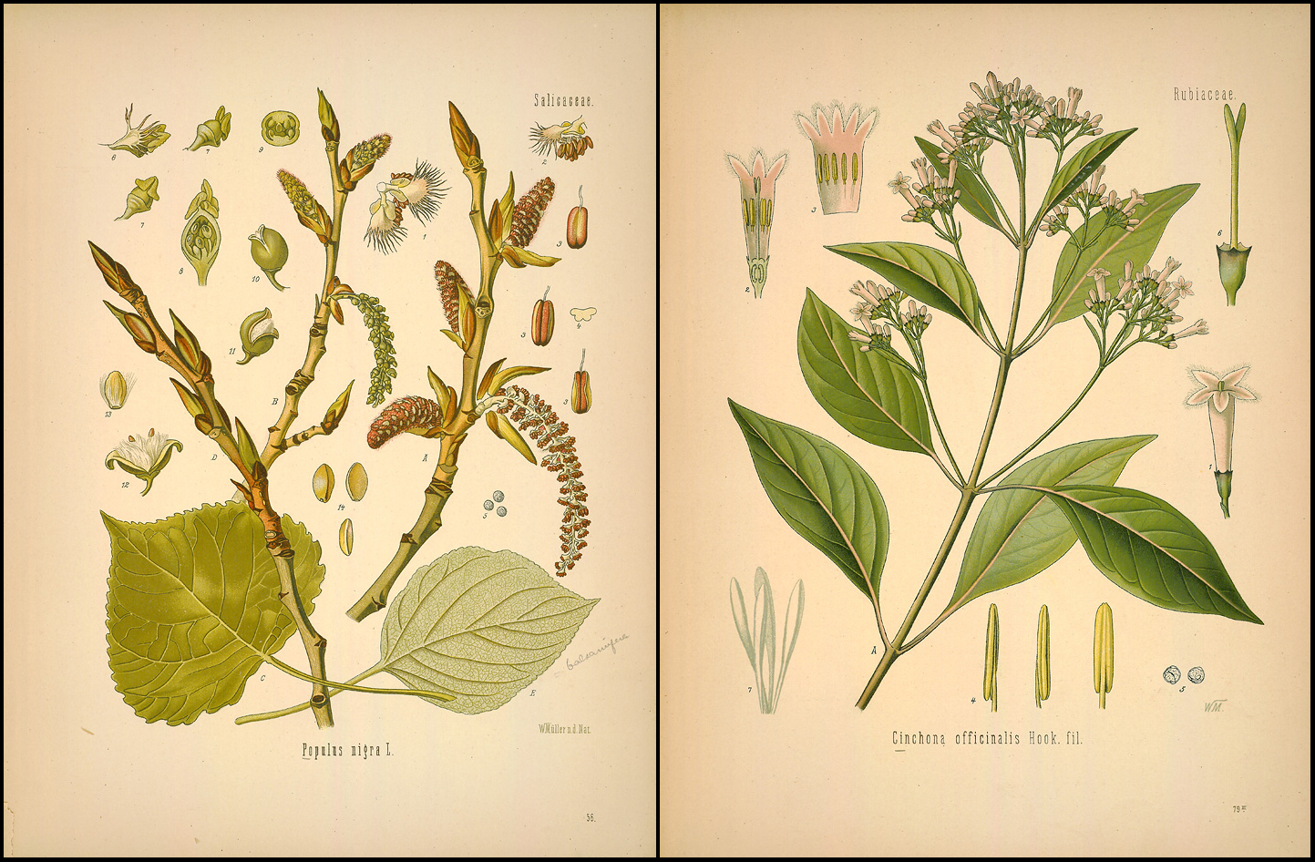 Ilustraciones en el «Medizinal Pflanzen» de la «Populus nigra» y la «Cinchona officinalis»