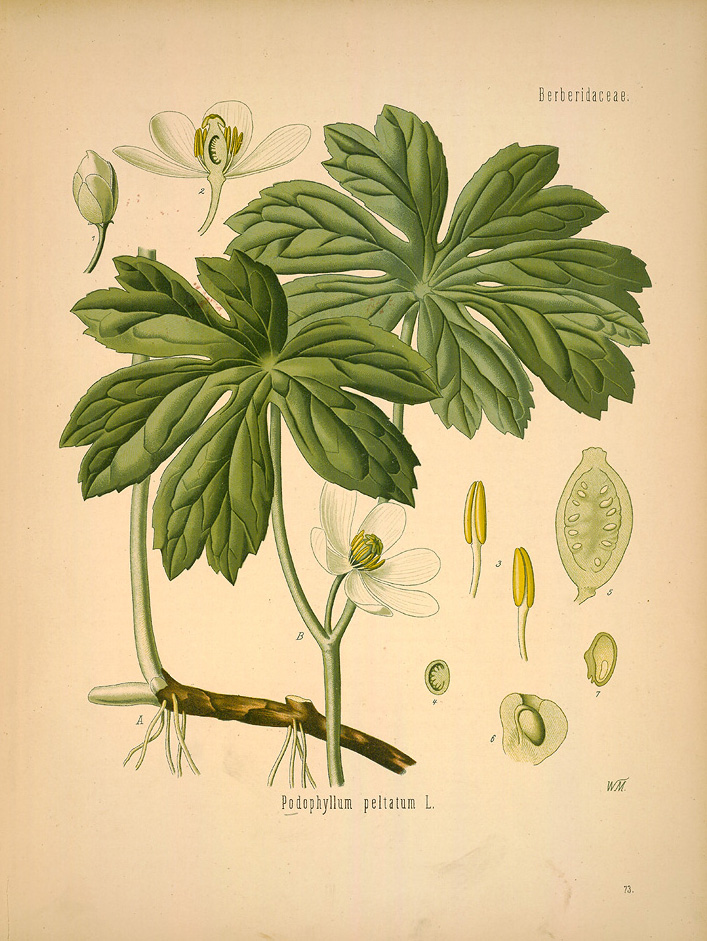 Ilustración en el «Medizinal Pflanzen» de la «Podophyllum peltatum»