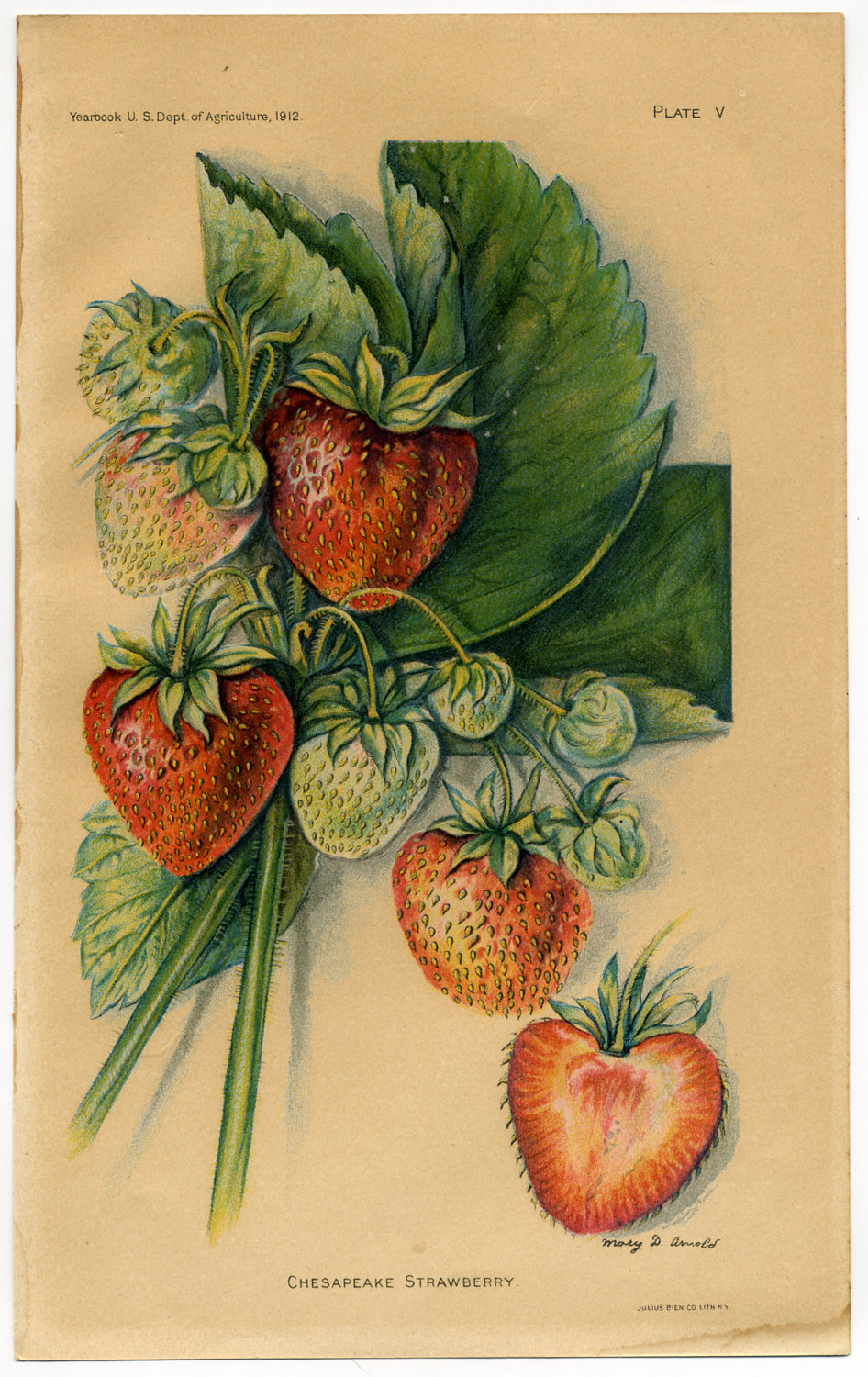 «Chesapeake Strawberry» Ilustración de 1912