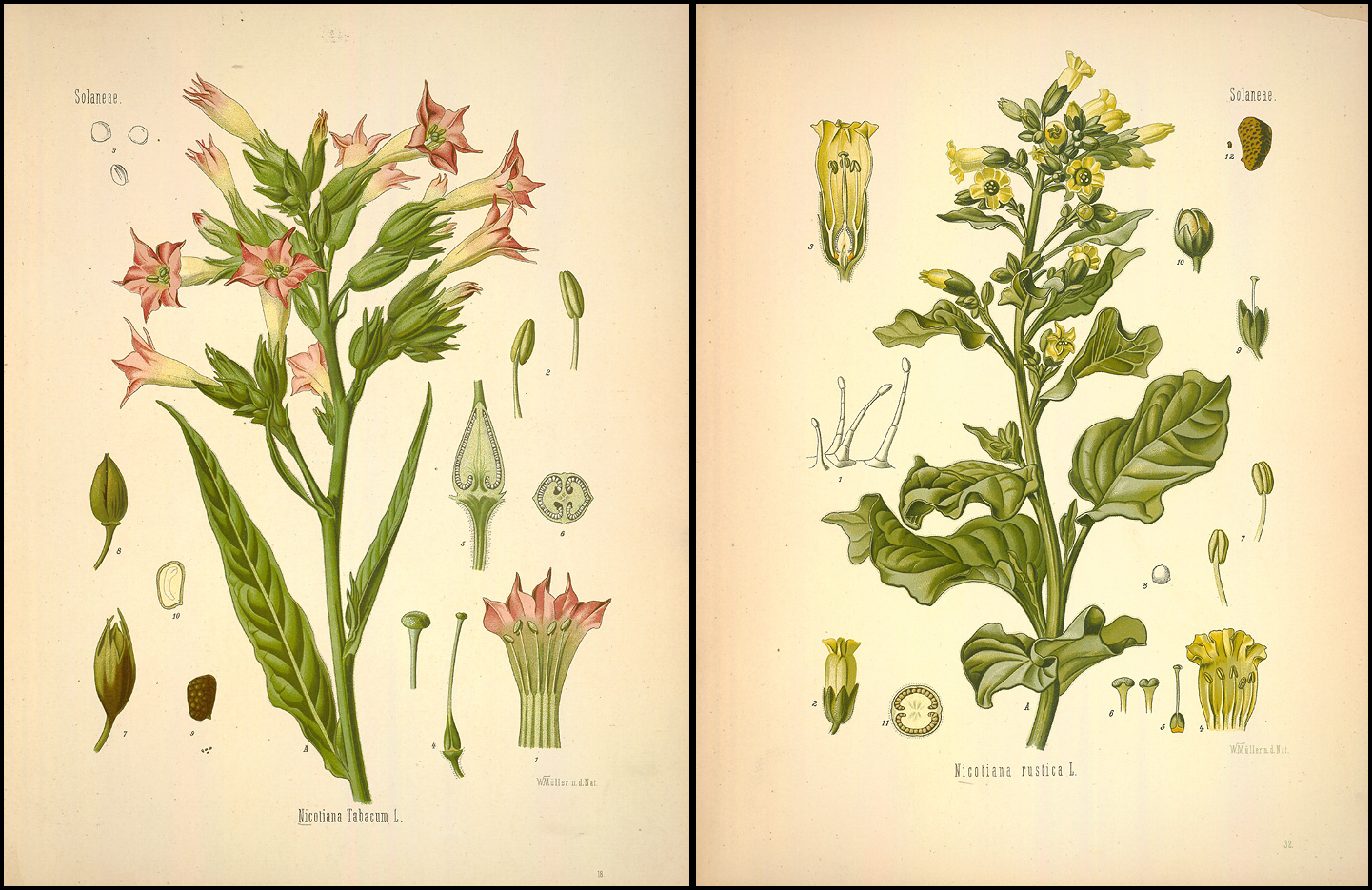 Ilustraciones en el «Medizinal Pflanzen» de la «Nicotiana Tabacum» y la «Nicotiana rustica»