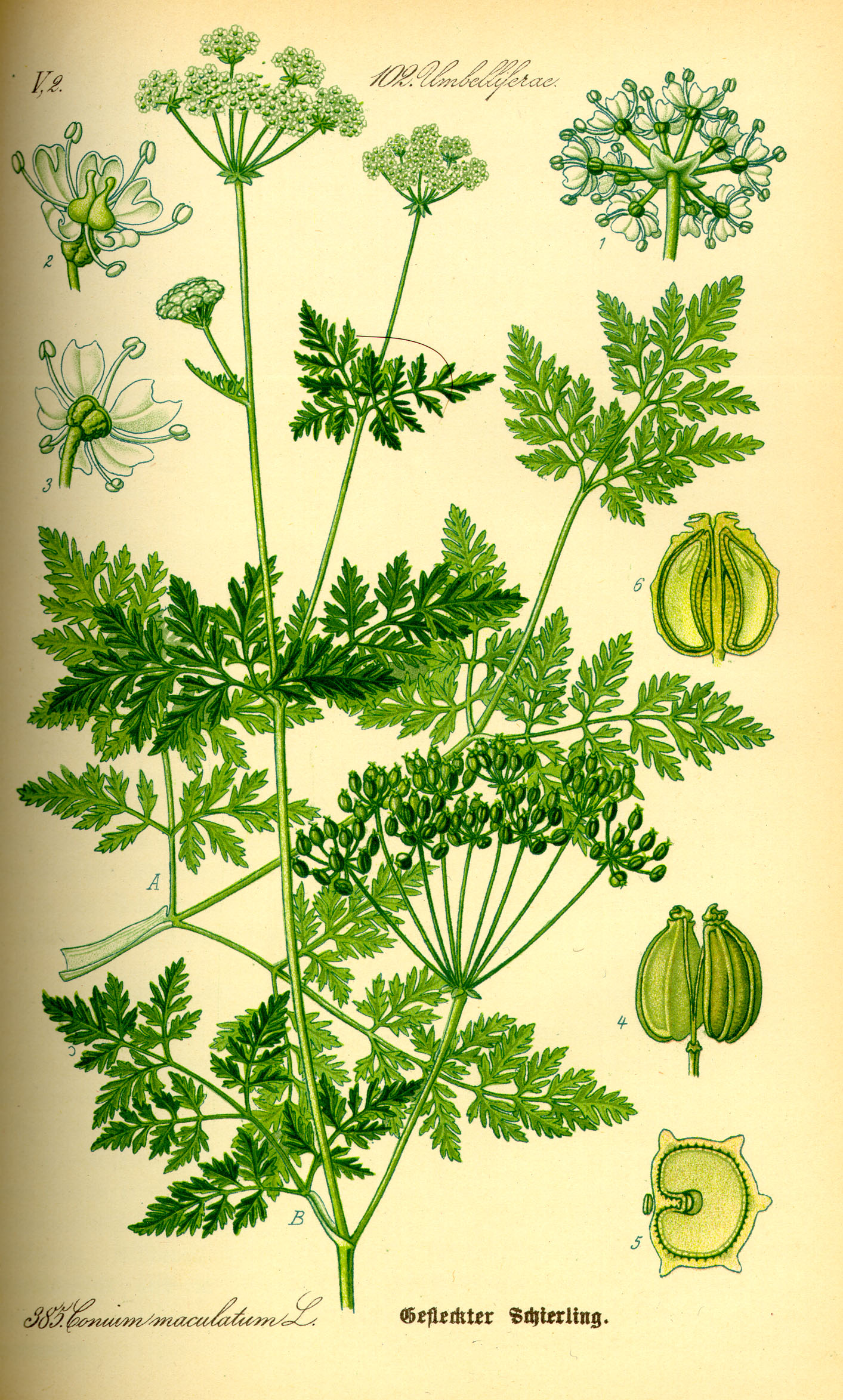 Ilustración del siglo XIX de Conium maculatum. Fuente: Wikipedia
