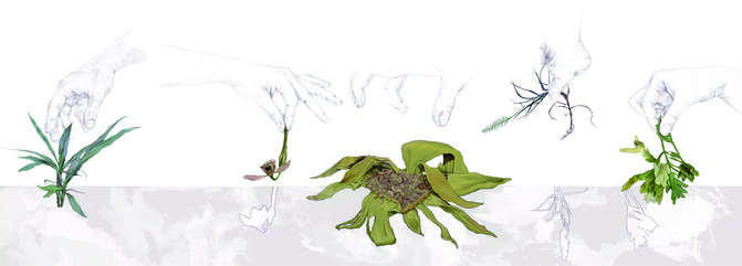 botanica-insolita_11-plantas-amenazadas-ilustracion-principal_image671_405