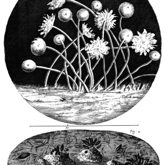 Ilustración realizada por Hooke y publicada en su obra Micrographia (1665) en la que se muestra la estructura de un moho. Se trata de la primera descripción documentada de un microorganismo.