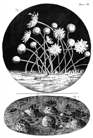 Ilustración realizada por Hooke y publicada en su obra Micrographia (1665) en la que se muestra la estructura de un moho. Se trata de la primera descripción documentada de un microorganismo.